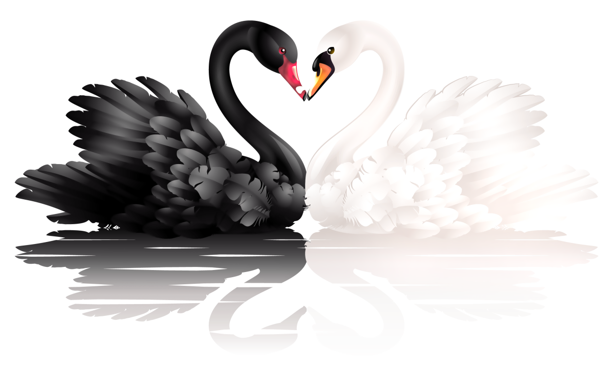 Лебедь на белом фоне
