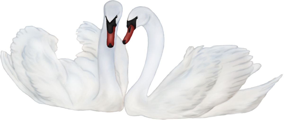 Лебедь на белом фоне