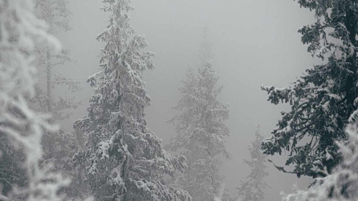 Метель в лесу