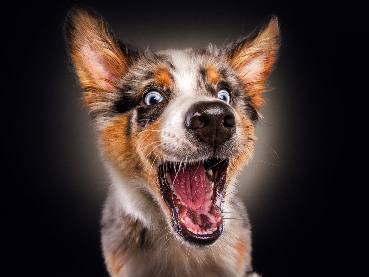 Животные эмоции красивые фотографии