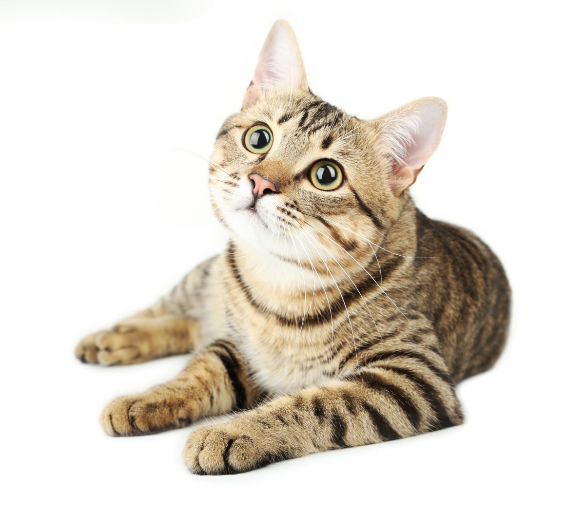 Кот на белом фоне