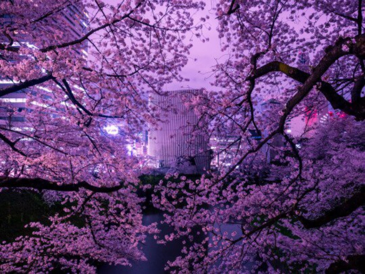 Фиолетовая Сакура