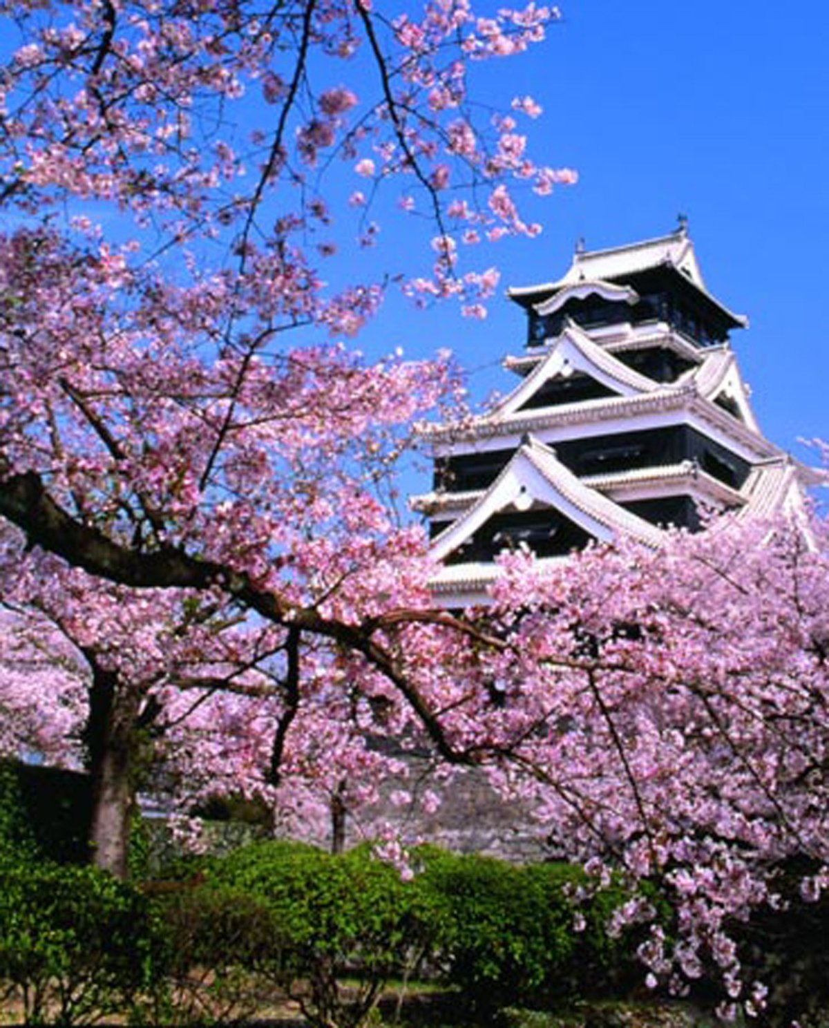 Сакура + замок Кумамото