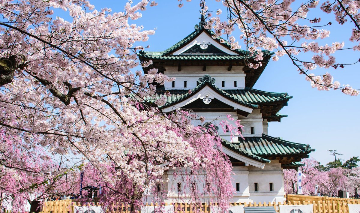 Префектура Киото Япония Сакура