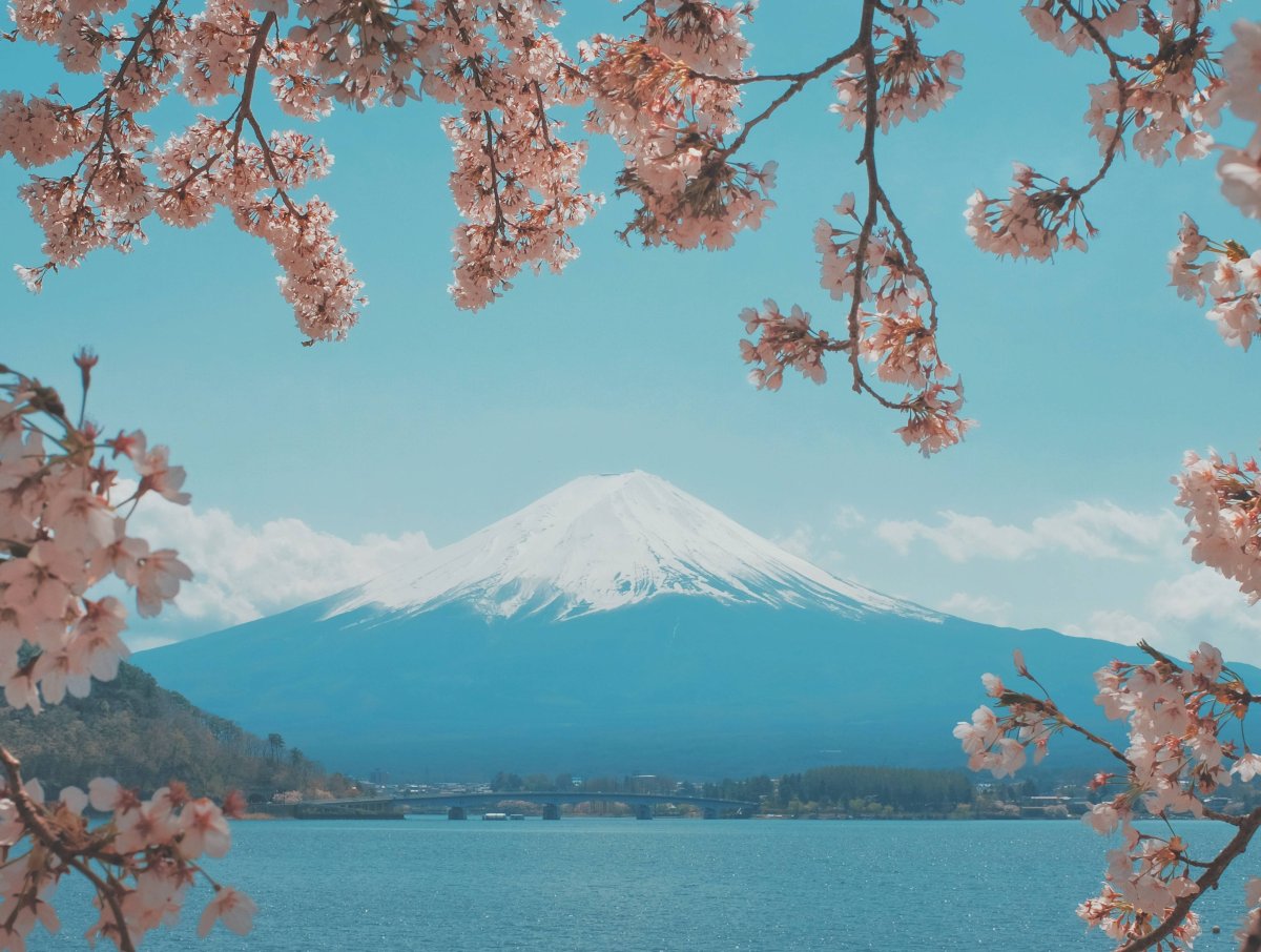 Цветение Сакуры в Японии фото