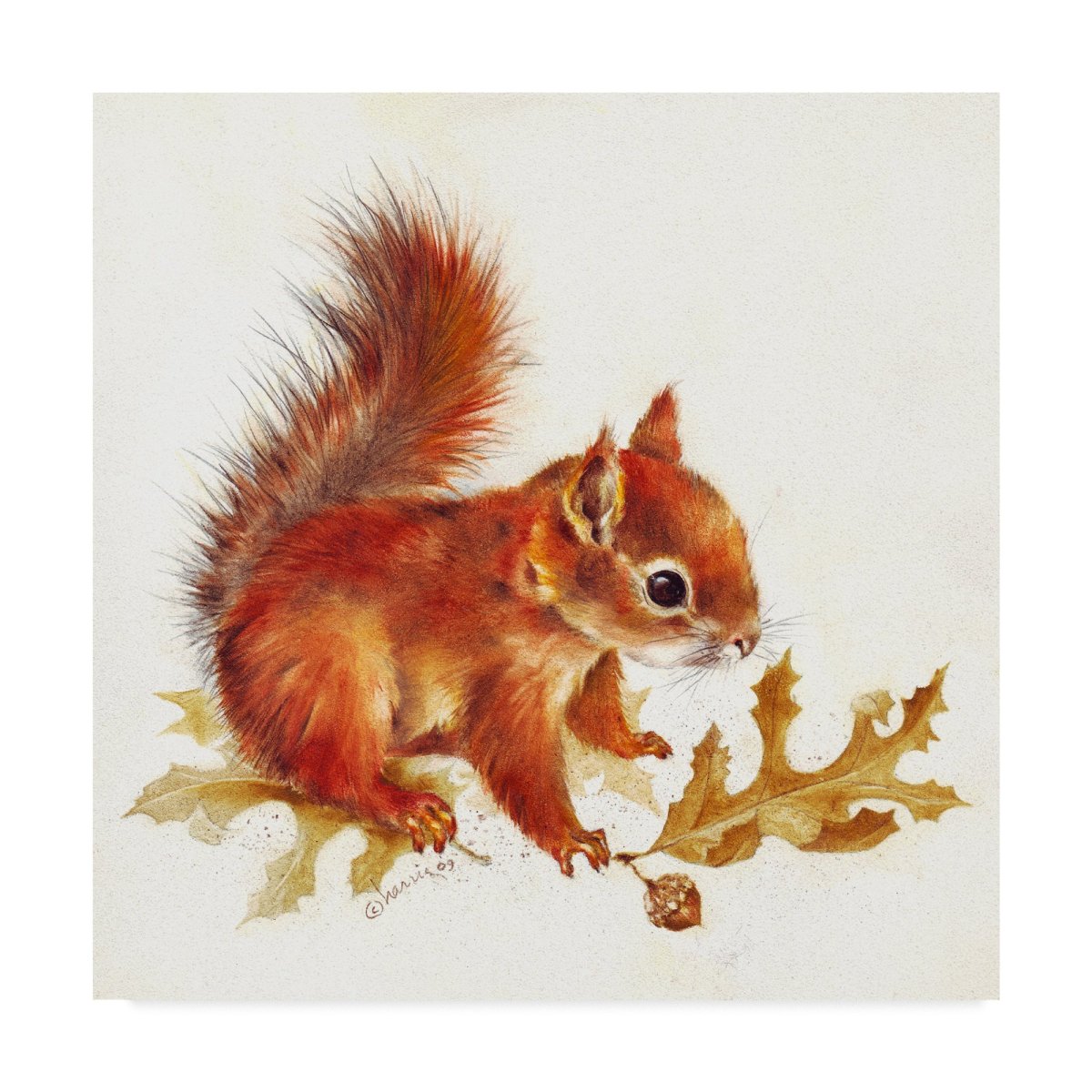 Белочка акварель