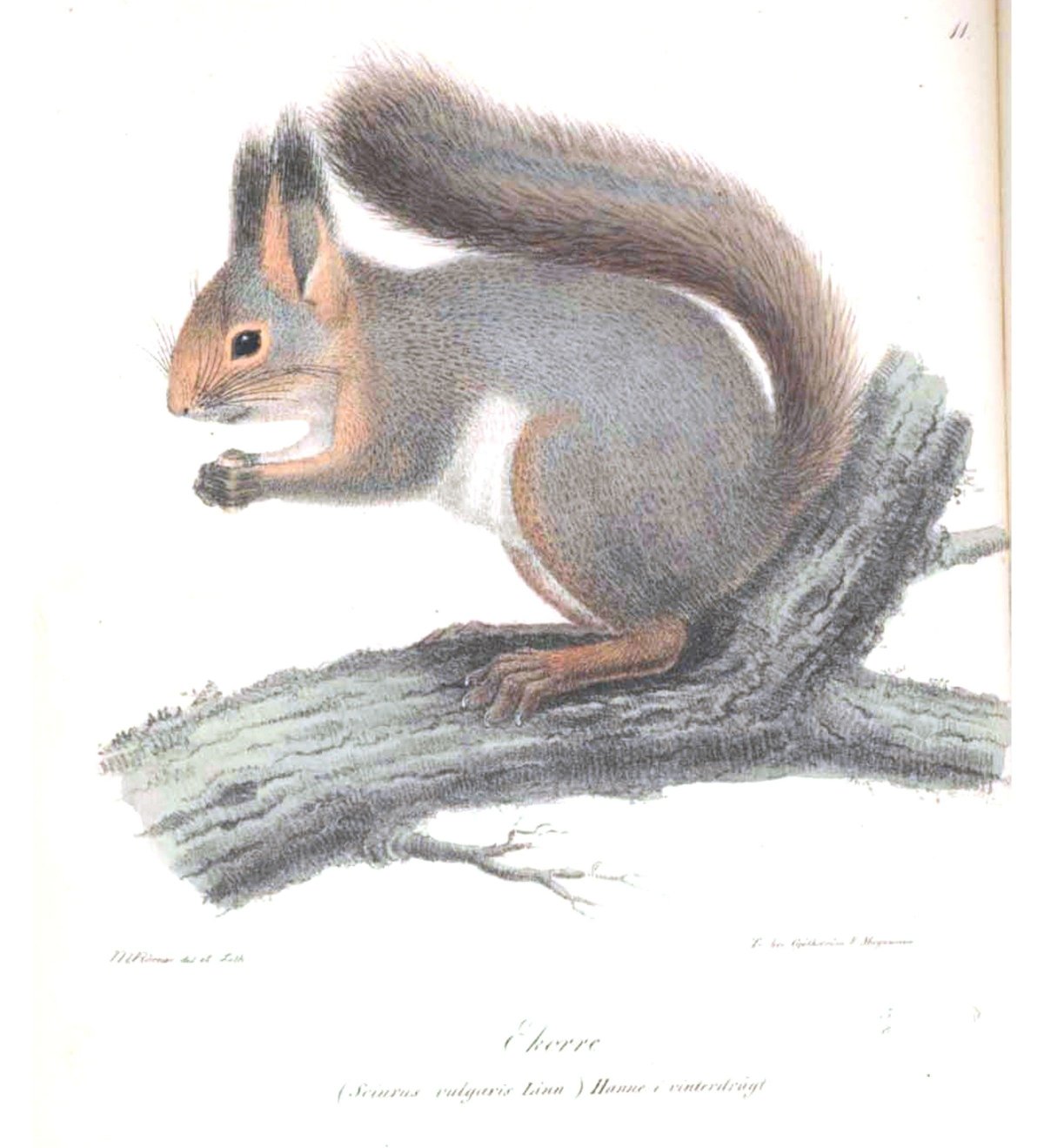 Белка серая для детей