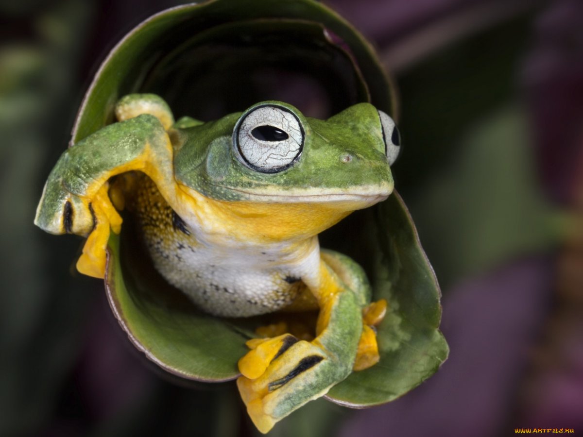 Лягушка Уоллеса