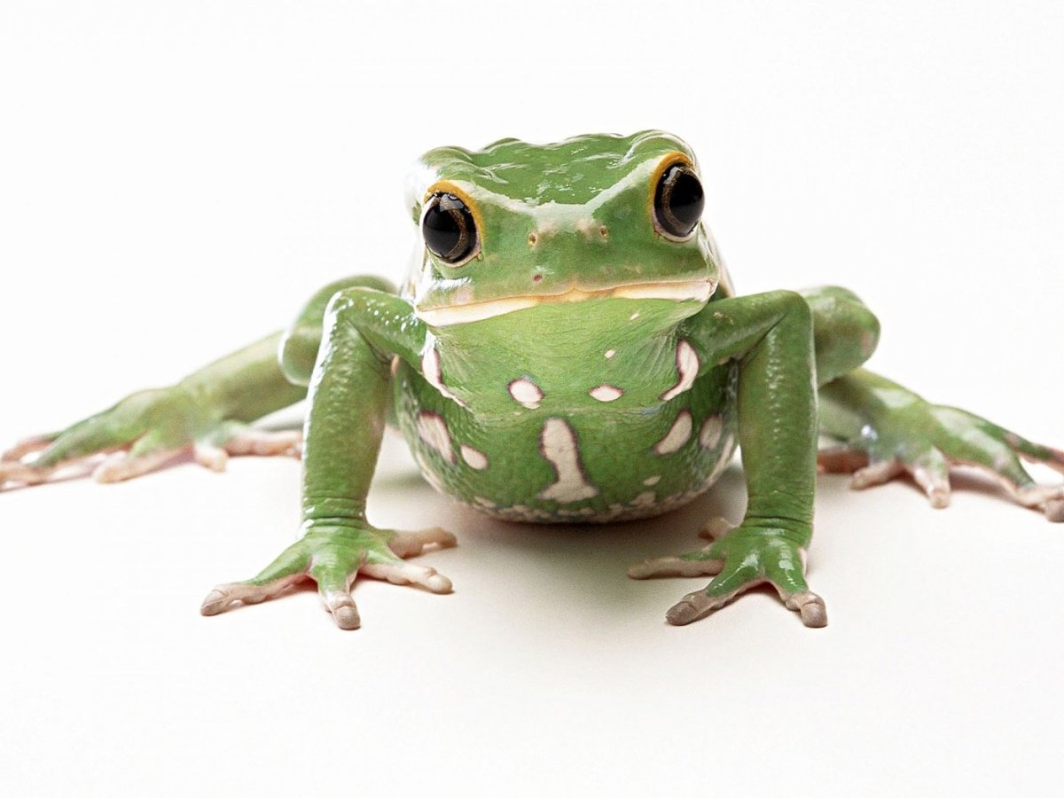 Женщина лягушка