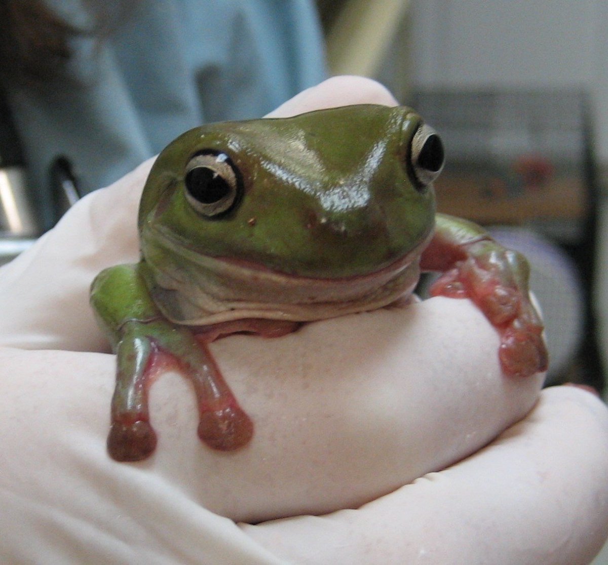 Лягушка на аву