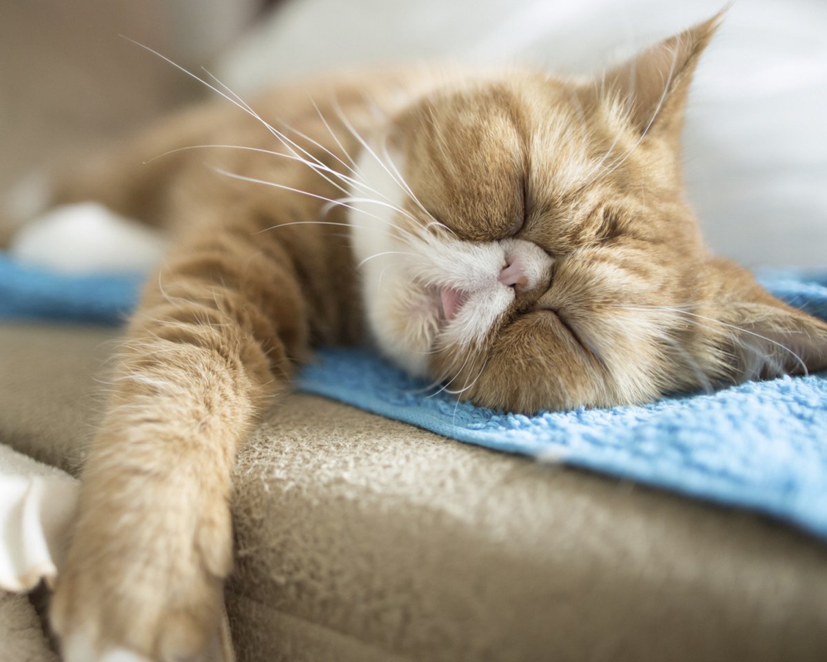 Кот спит