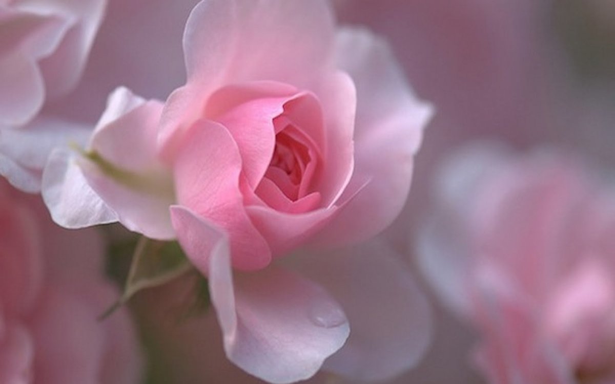 Нежные цвета