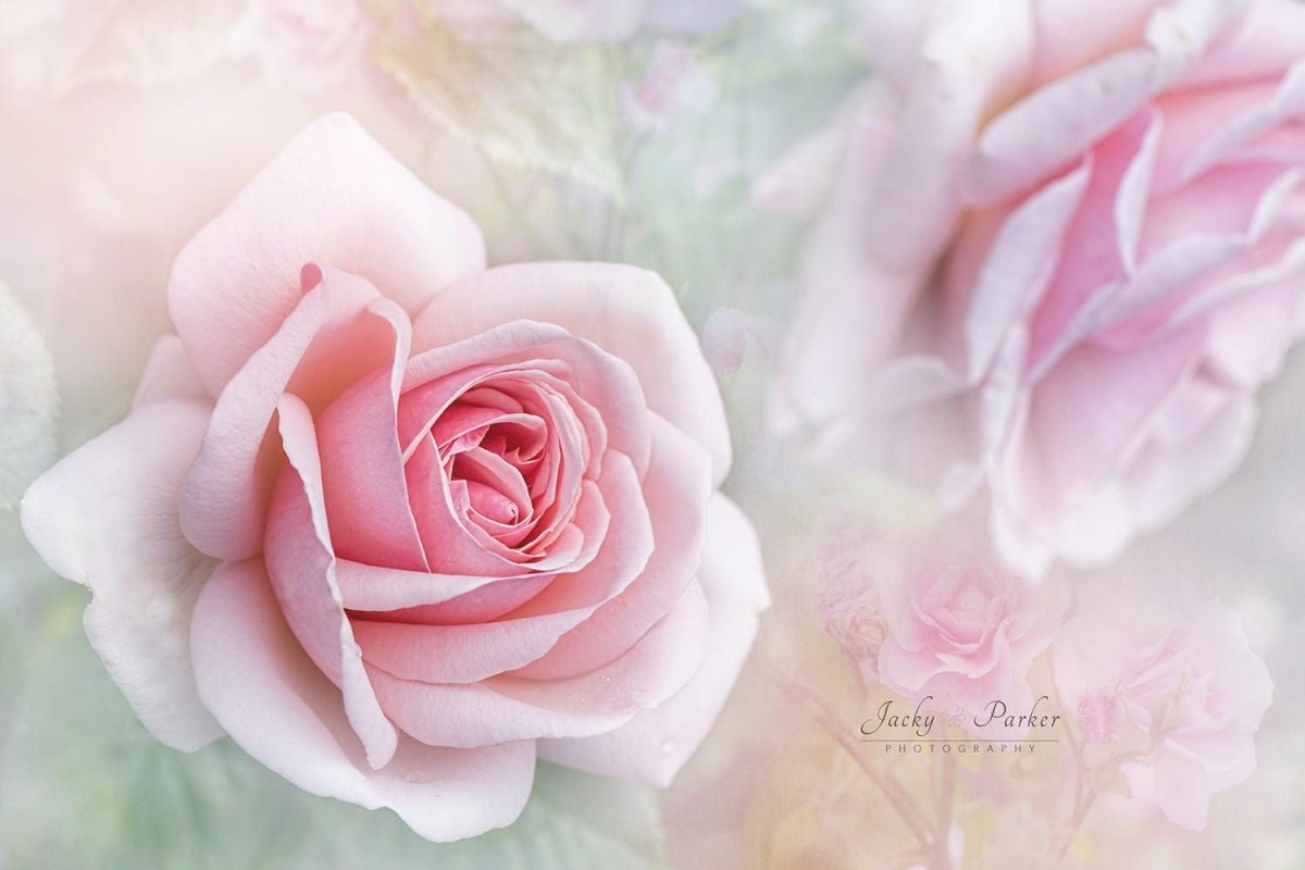 Роза нежно-розовая