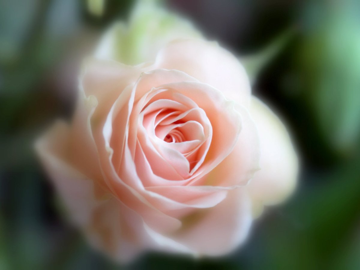 Нежные цветочки