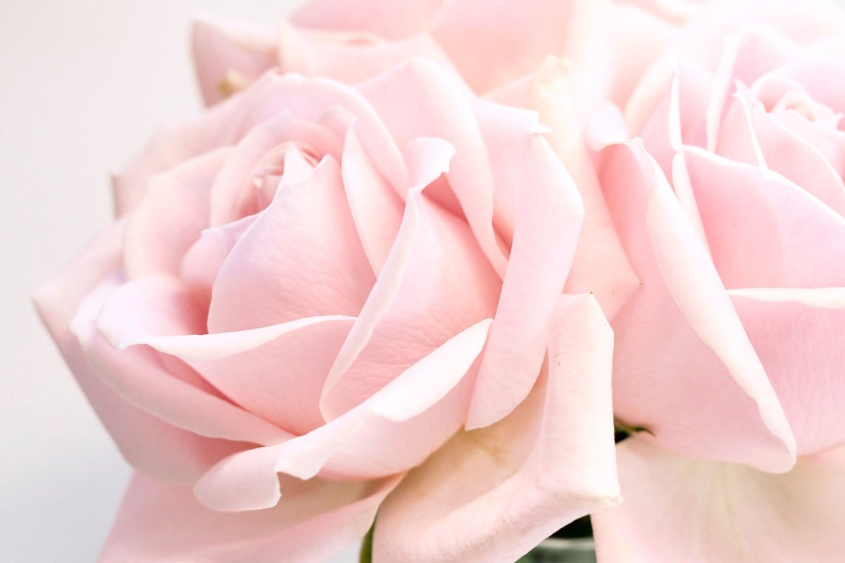 Нежно розовые большие розы