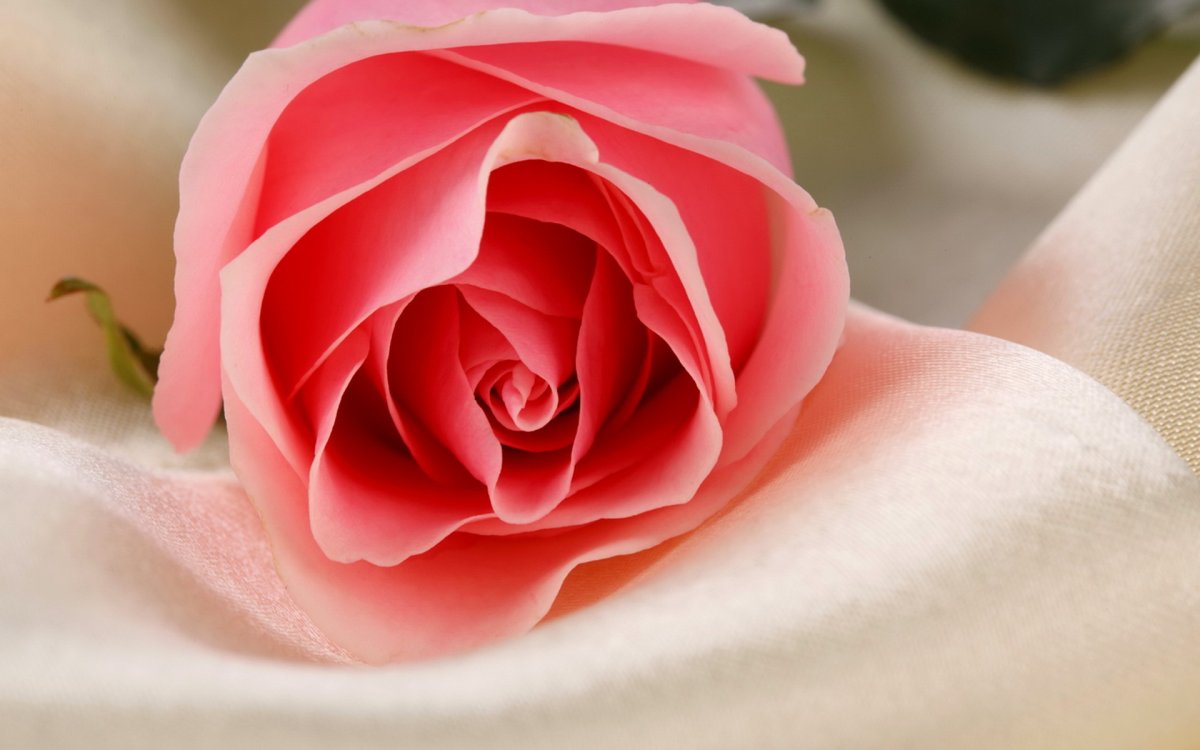 Нежные цветочки