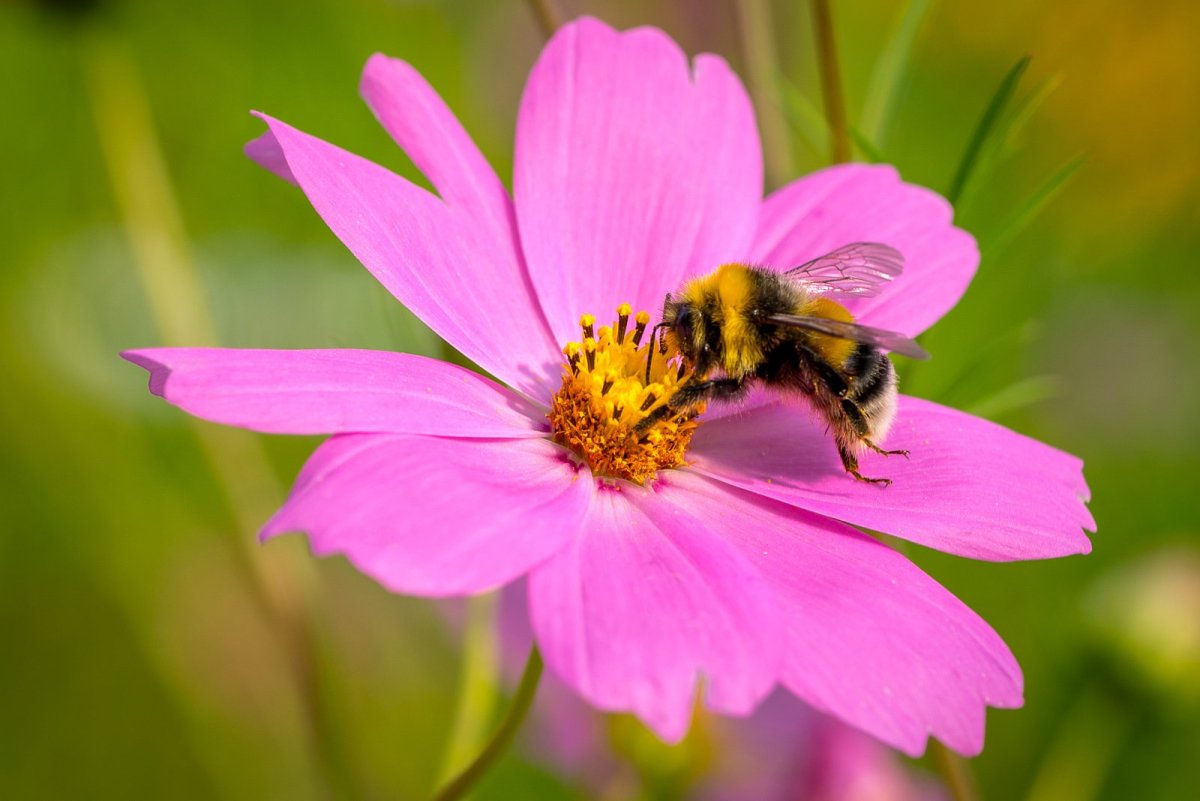 Пчелка на цветочке