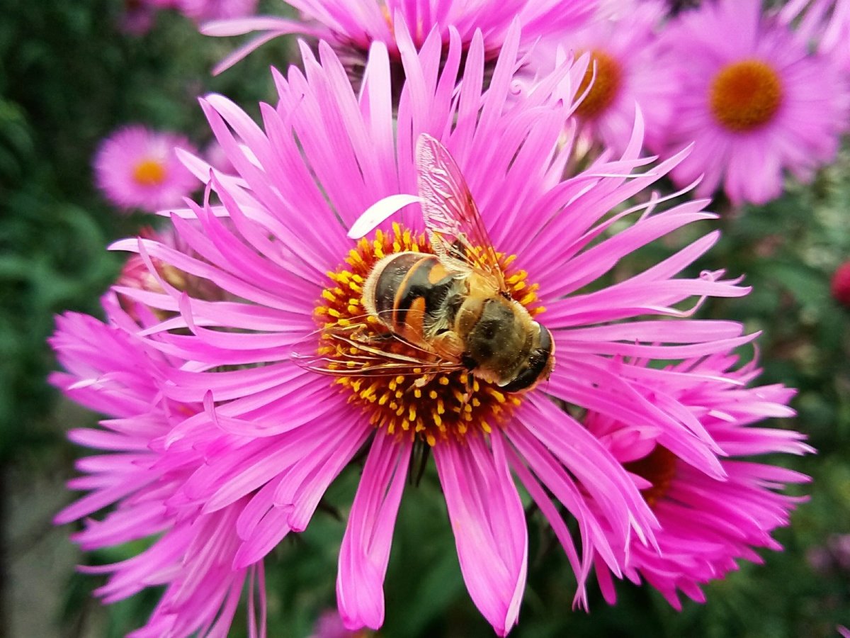 Стол пчела на цветах