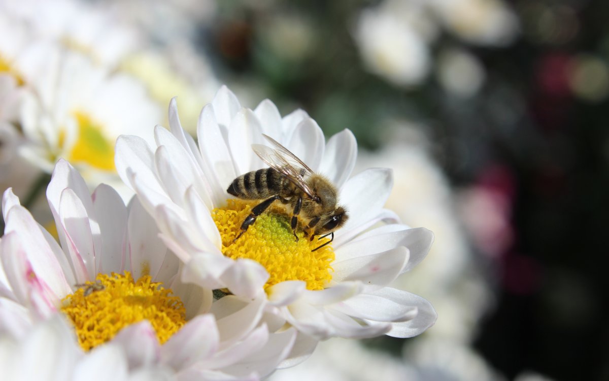 Пчела на ромашке