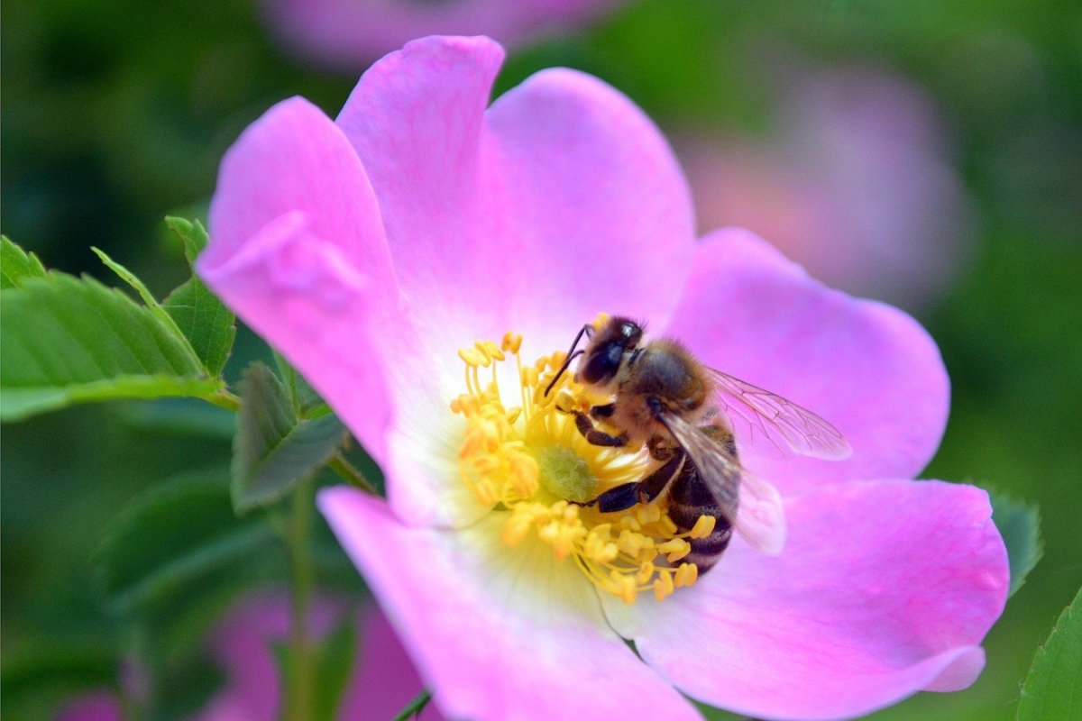 Пчела на шиповнике