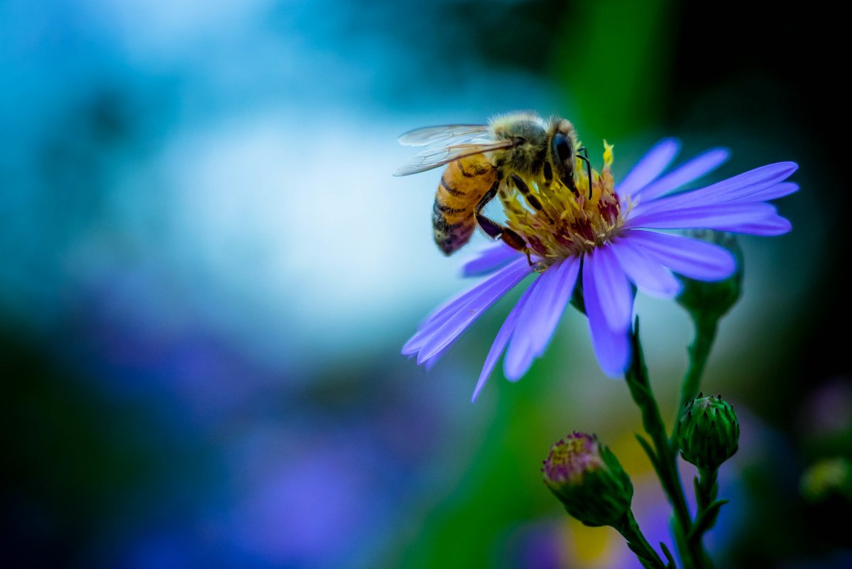 Пчела на цветке