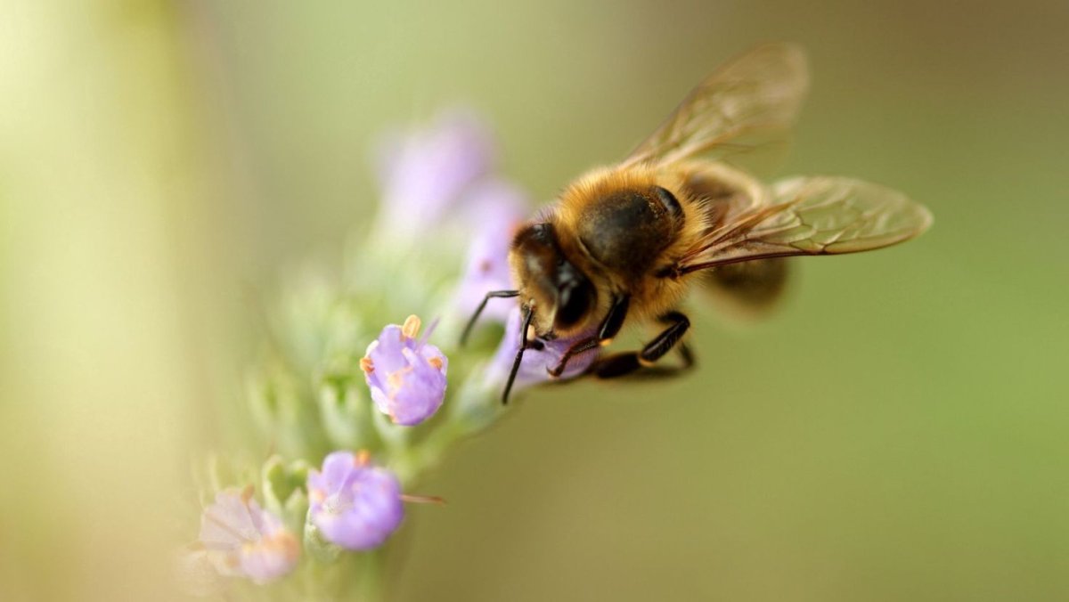 Пчела на цветке макро