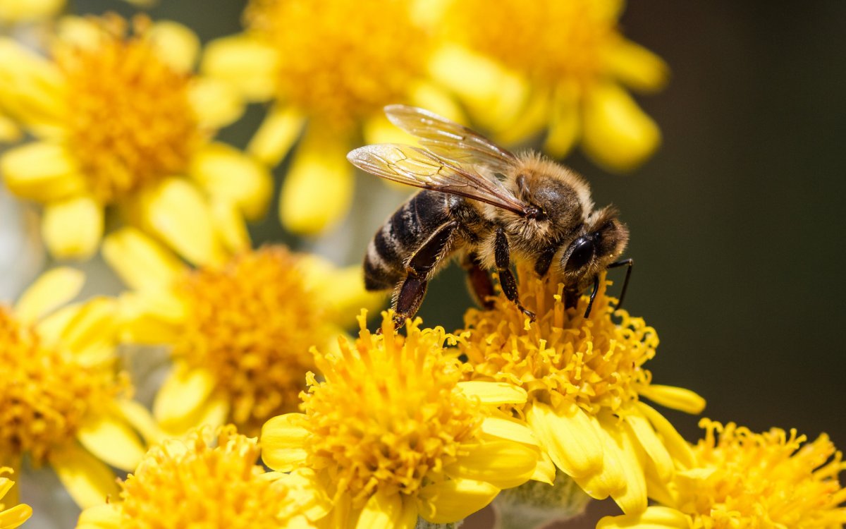 Пчелки на цветах