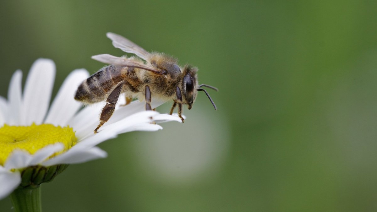 Пчела на ромашке