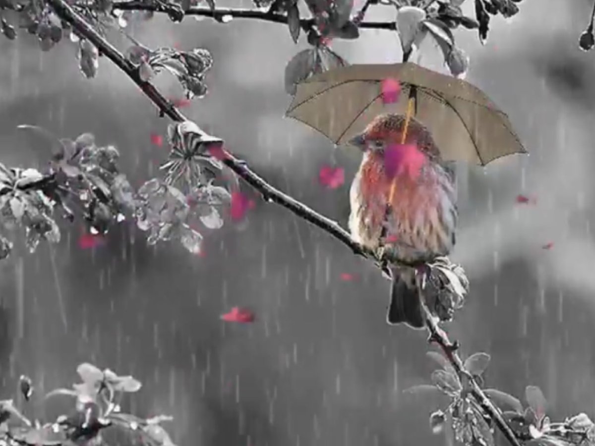 Дождь за окном