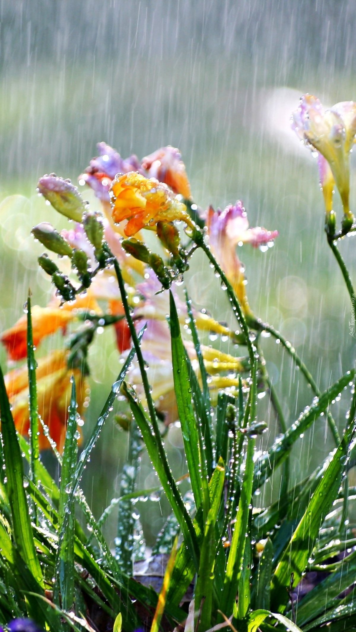Поляна цветов под дождём