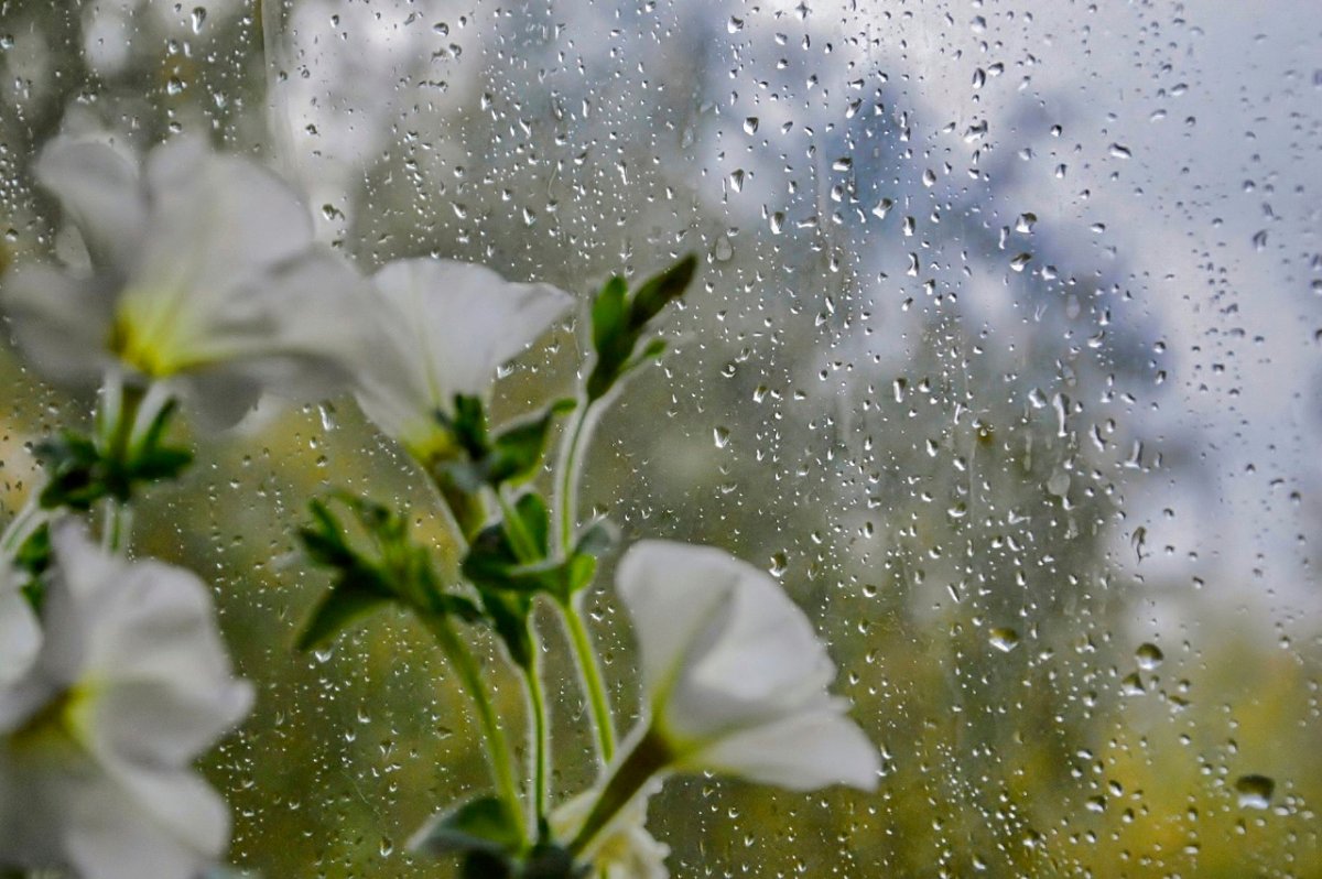 Дождливый Питер собор