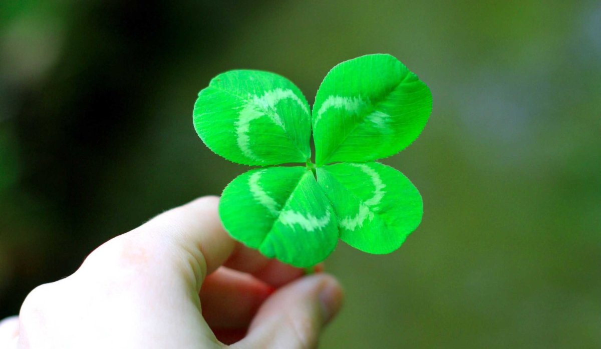 Ирландия Эстетика Клевер четырехлистный