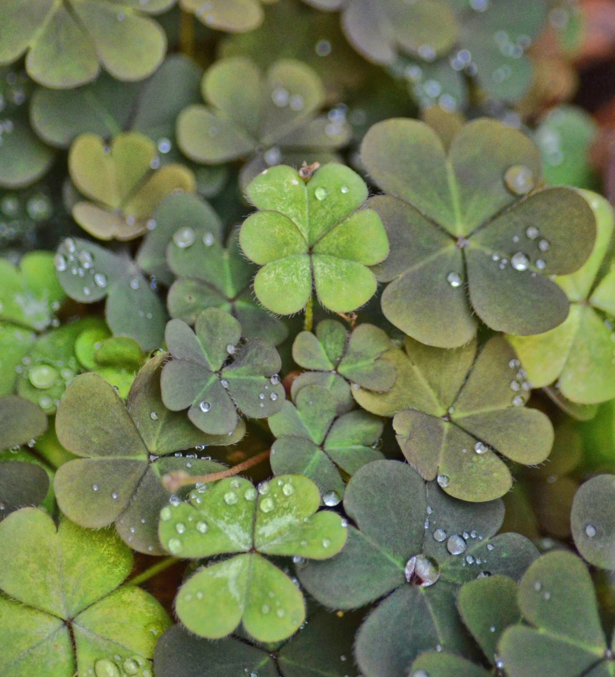 Четырехлистный Клевер арт фэнтези