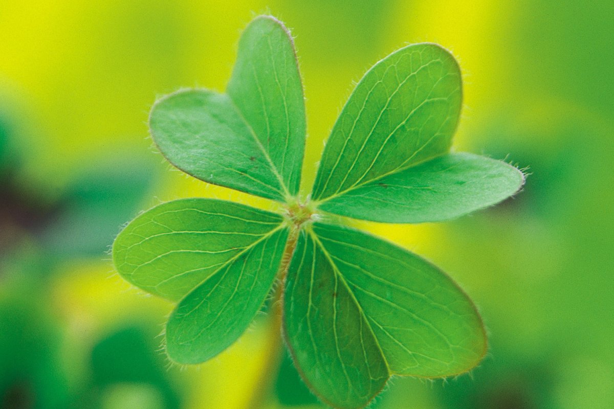 ЭМОДЖИ Клевер