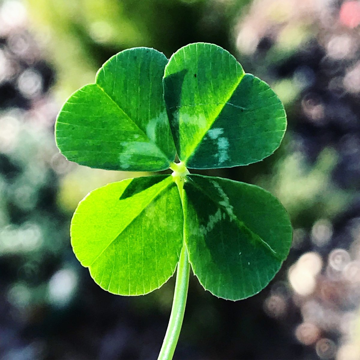 Четырёхлистный Клевер символ удачи