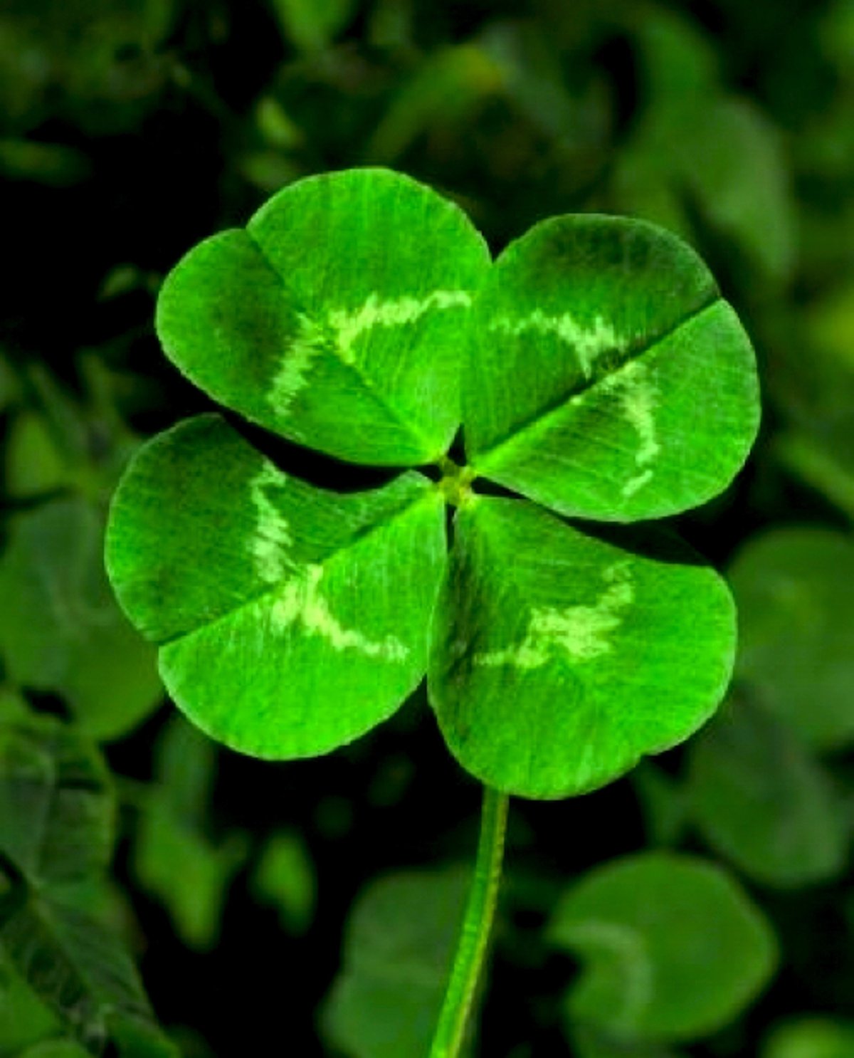 Клевер четырехлистный с цветком