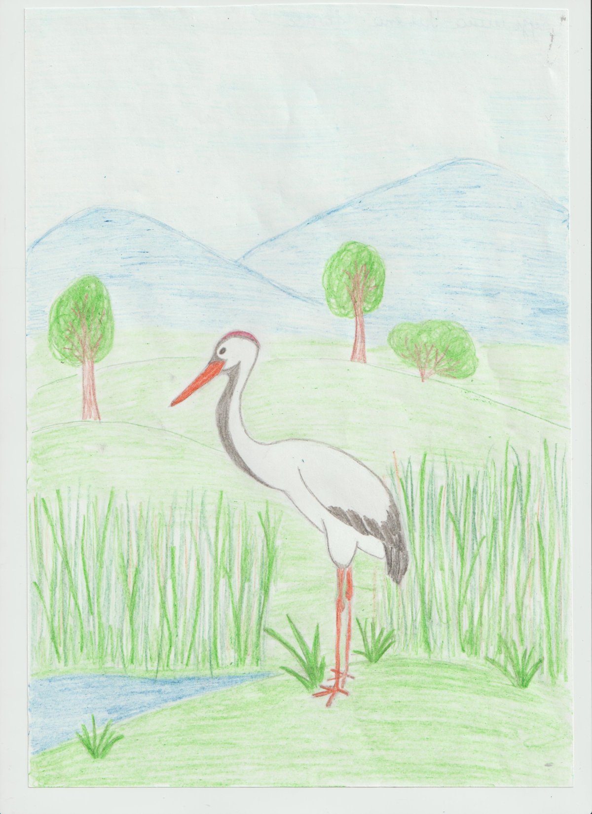 Цапля рисунок карандашом