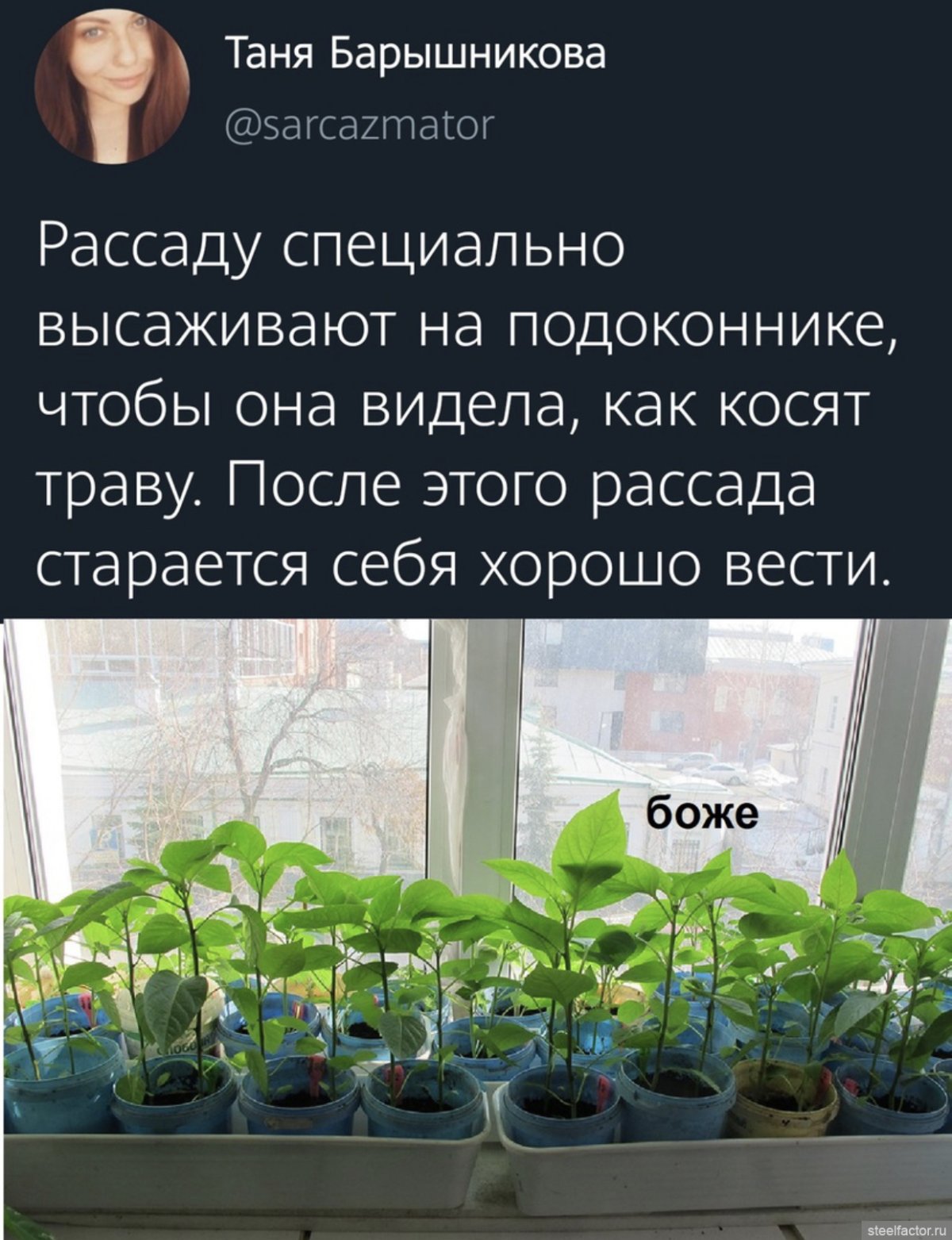 Картинки с рассадой смешные