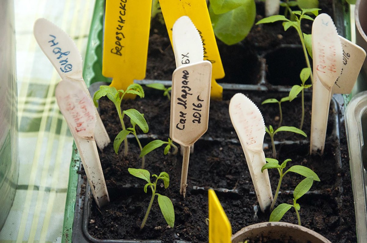 Маркировка рассады