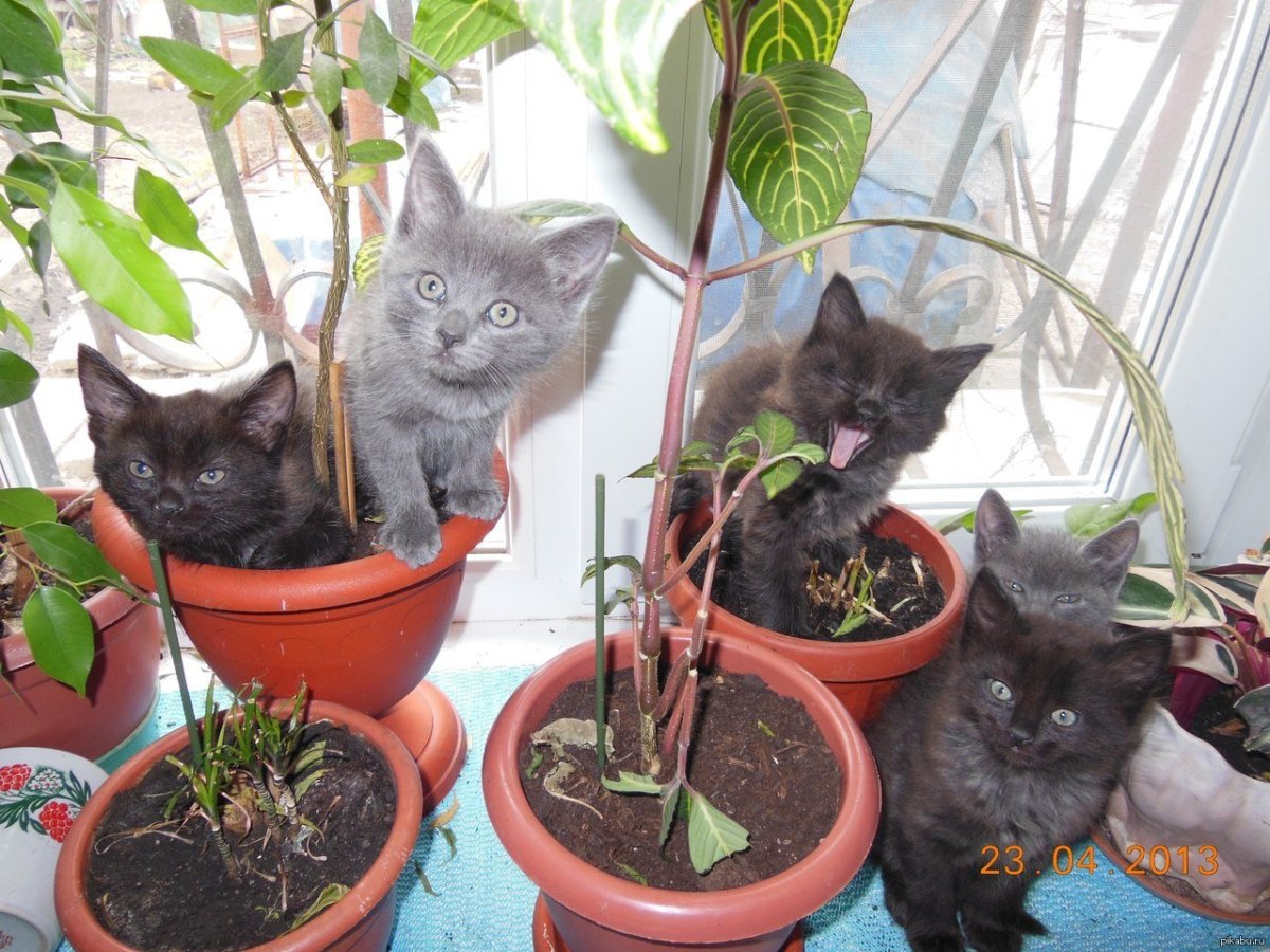 Шарж на садовода-огородника