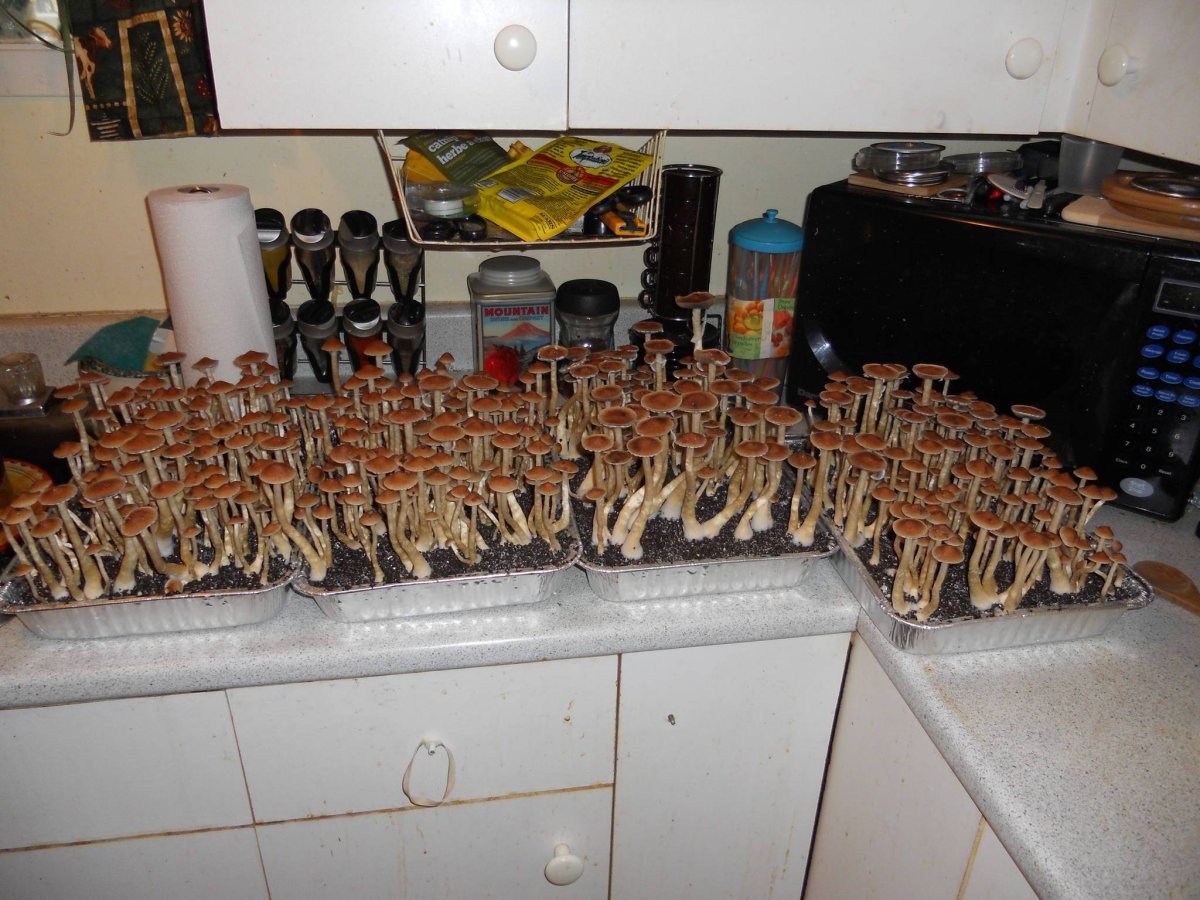 Котоматрица кот и рассада