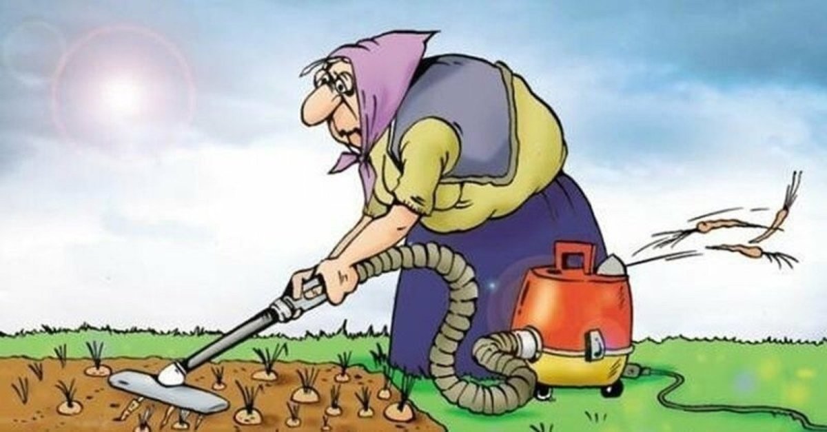 Коты и рассада юмор