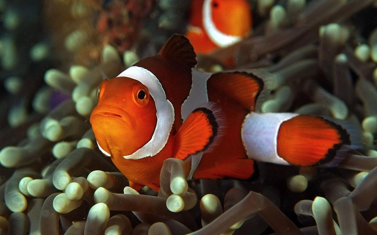 Морские рыбы для детей