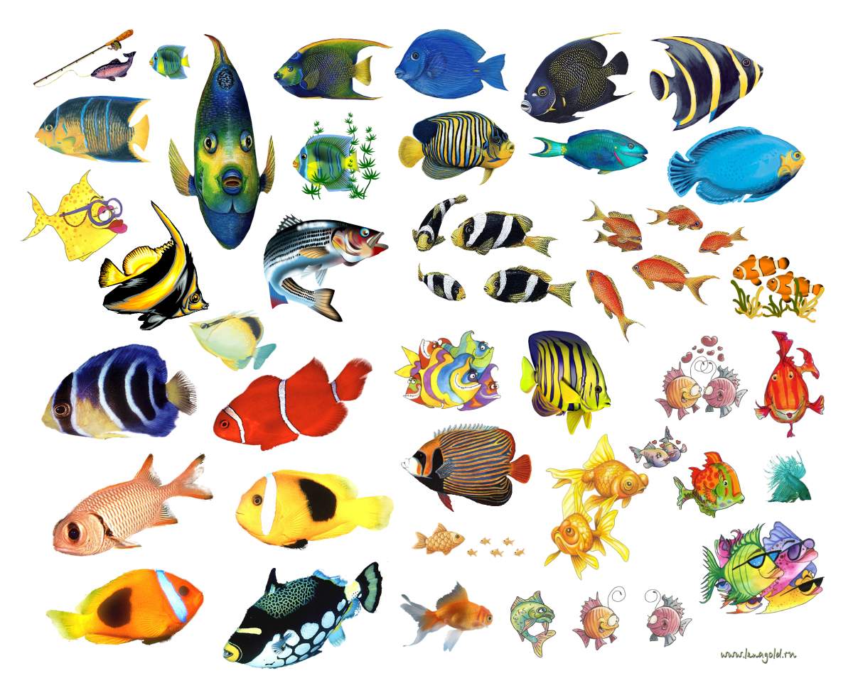 Императорская рыба-ангел Pomacanthus Imperator