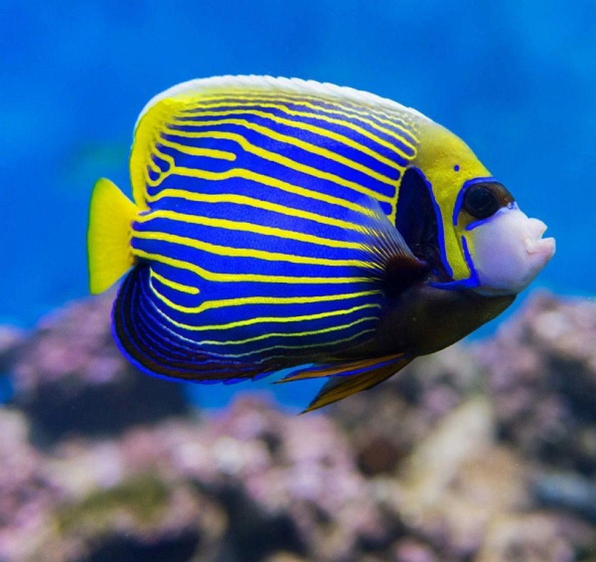 Смайлик рыба