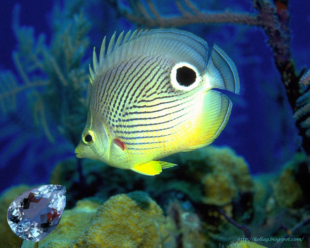 Рыбки для вырезания