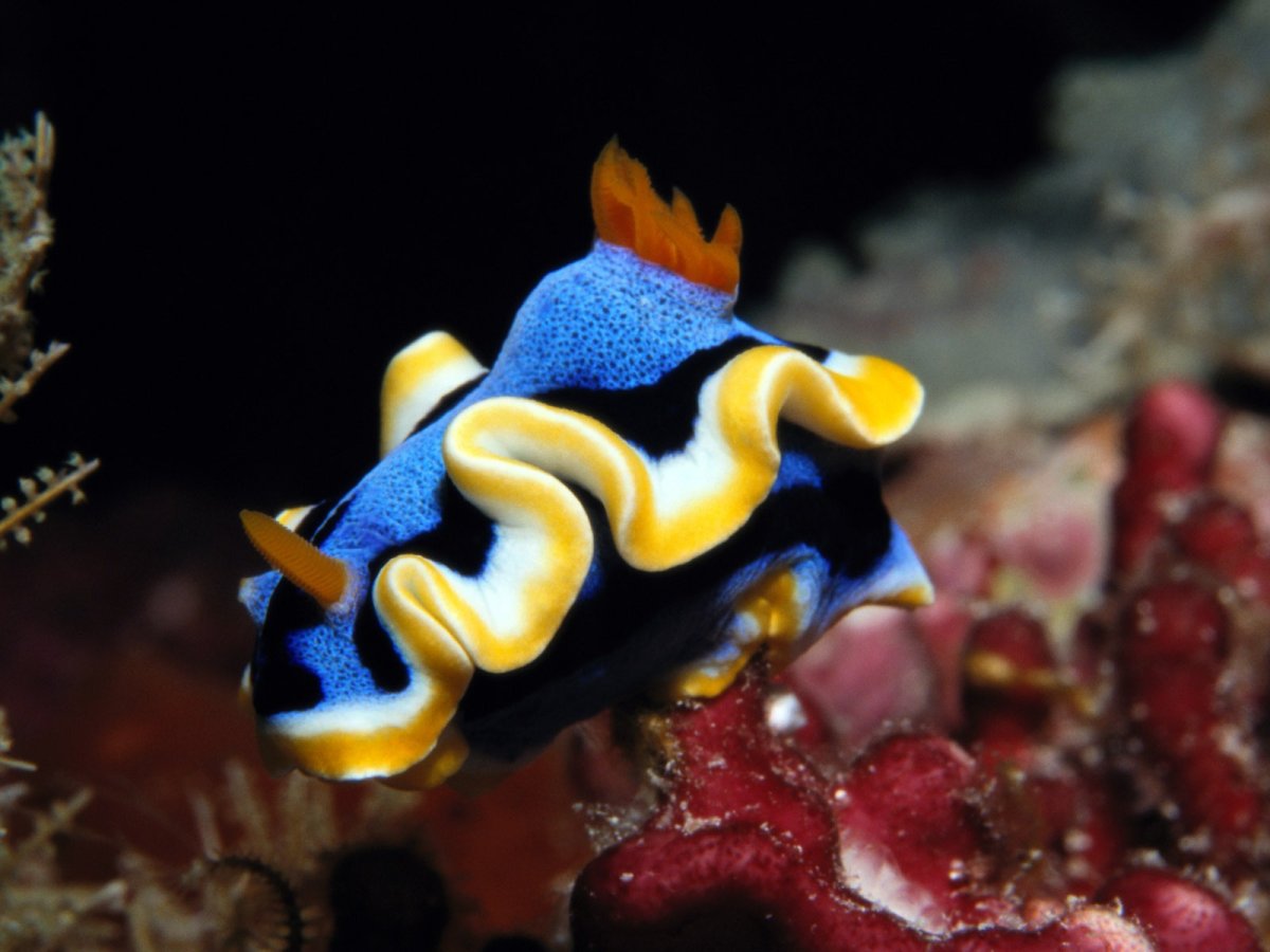 Морские обитатели названия