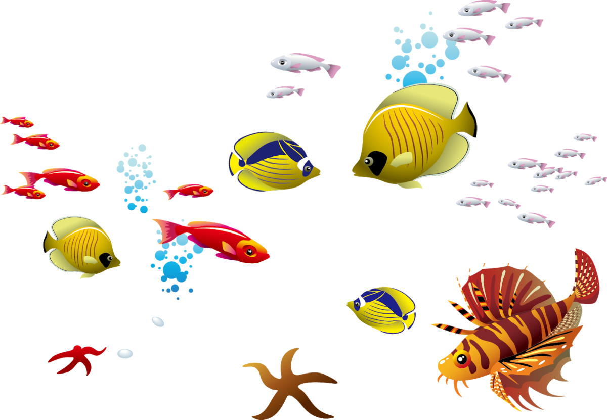 Зебрасома желтохвостая