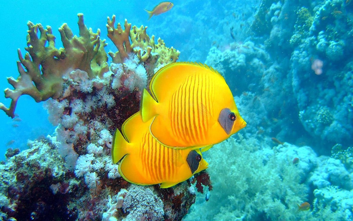 Морские рыбы