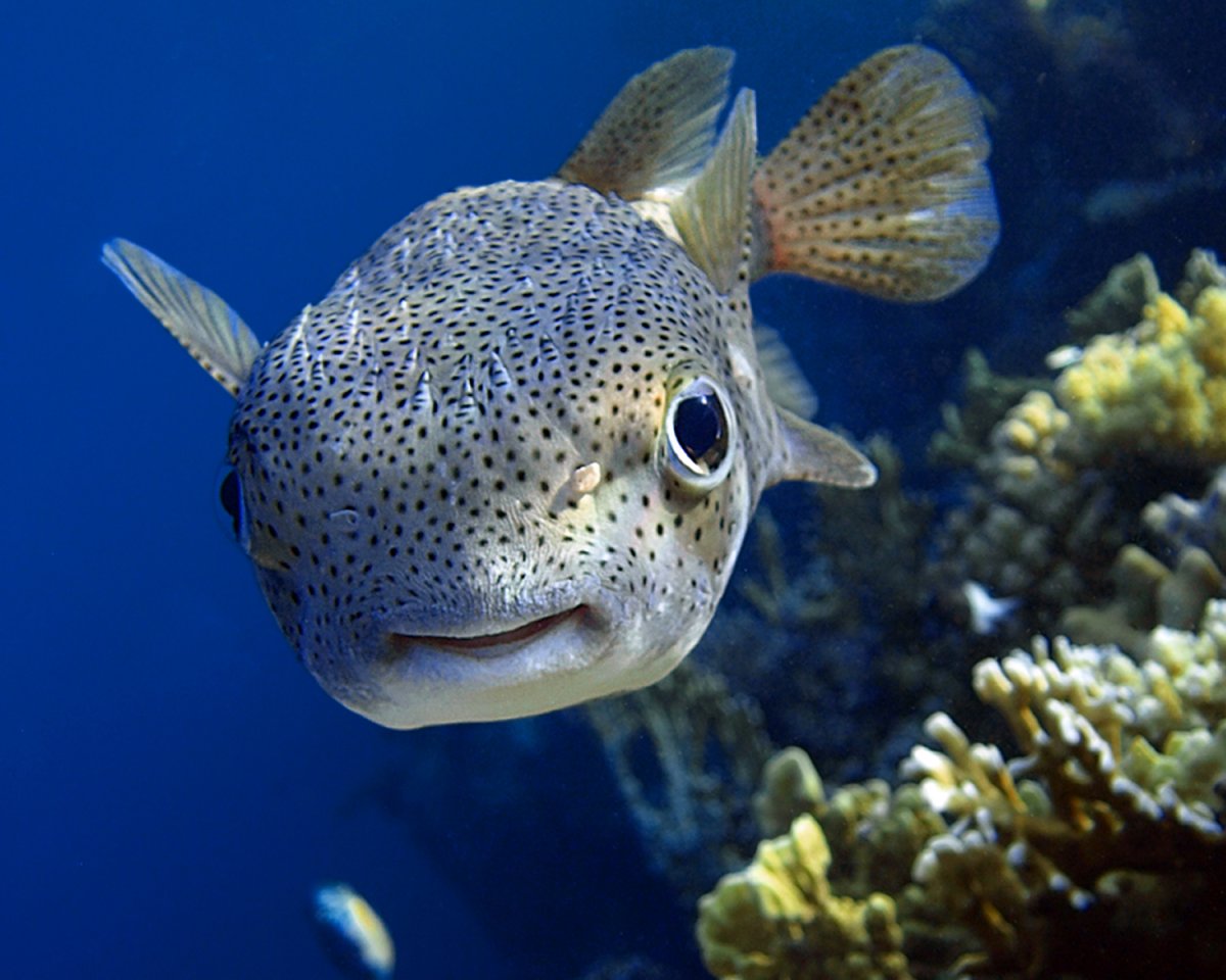 Рыба клоун оцеллярис